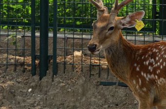 南海子麋鹿園