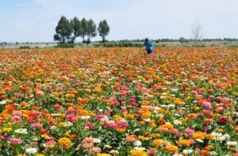 花仙子萬花園