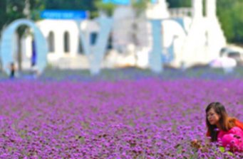 紫海香堤薰衣草莊園