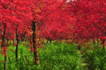 紅楓基地
