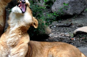 上海動物園