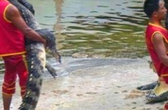 洋信鱷魚園