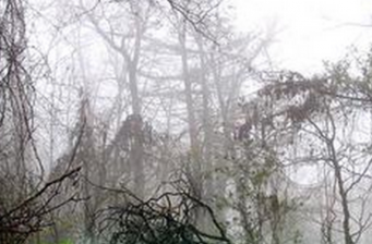 江源縣干飯盆景區