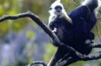 弄官白頭葉猴生態公園
