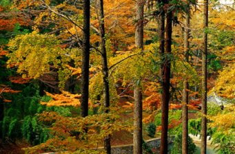 四明山森林公園
