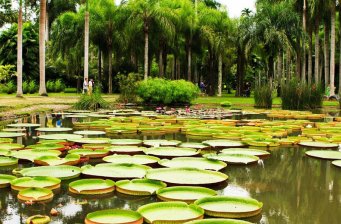 勐侖植物園