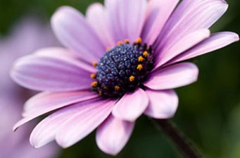 中國科學院西雙版納熱帶植物園