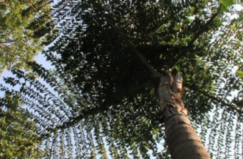 西雙版納熱帶植物園綠石林景區