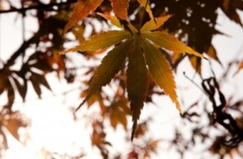 楓林瀑布