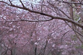 平壩農場櫻花園