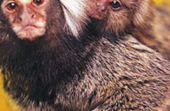 重慶動物園