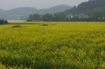 潼南油菜花景區