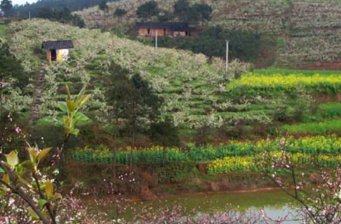 黃瓜山百里果鄉