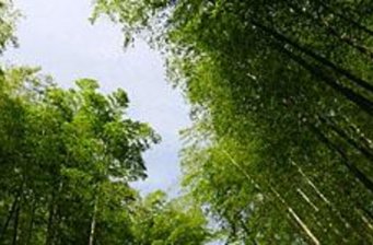 安吉竹種園