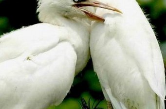 和平鷺鳥
