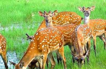 青松山雞狩獵場