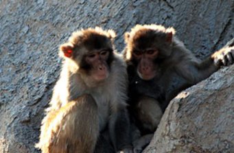 太行山獼猴自然保護區(qū)