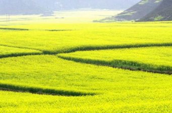 油菜花海