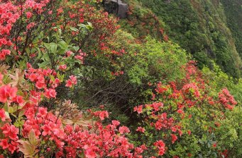 陽明山