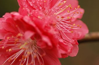 桃花澗