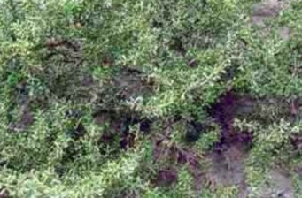 石嘴山四合木珍稀植物保護區