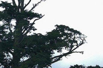 碧綠神木