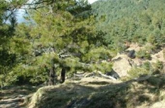 鹿林山自然公園