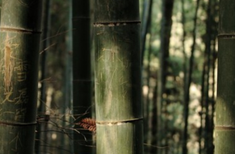 紅寺湖