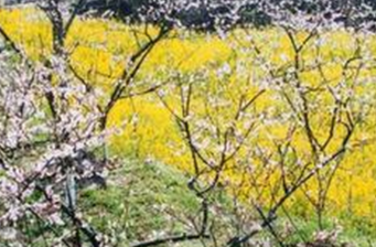 桃花三村