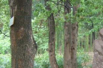 新沂市馬陵山景區(qū)