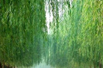 夏津黃河故道森林公園