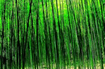 臺中八仙山