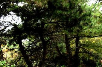 翠楓山自然風景區