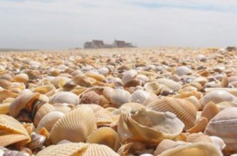 濱州貝殼堤島與濕地*自然保護區(qū)