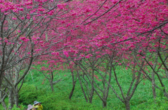 青山休閑農(nóng)場(chǎng)