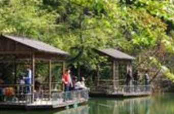 鹿野觀光茶園