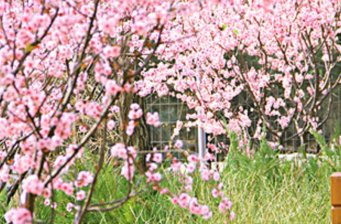鄉土農園