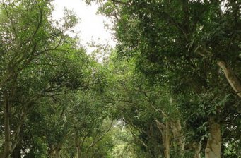 古坑綠色隧道
