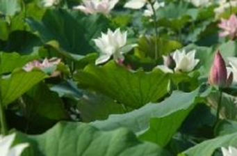 蓮花世界