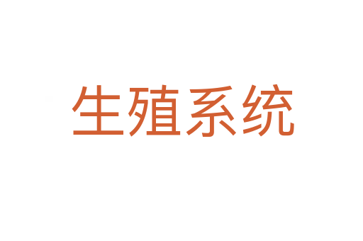 生殖系統(tǒng)