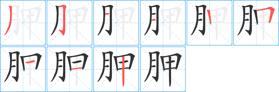 胛的筆順?lè)植窖菔?>
					
                    <hr />
                    <h2>胛的基本信息</h2>
                    <div   id=