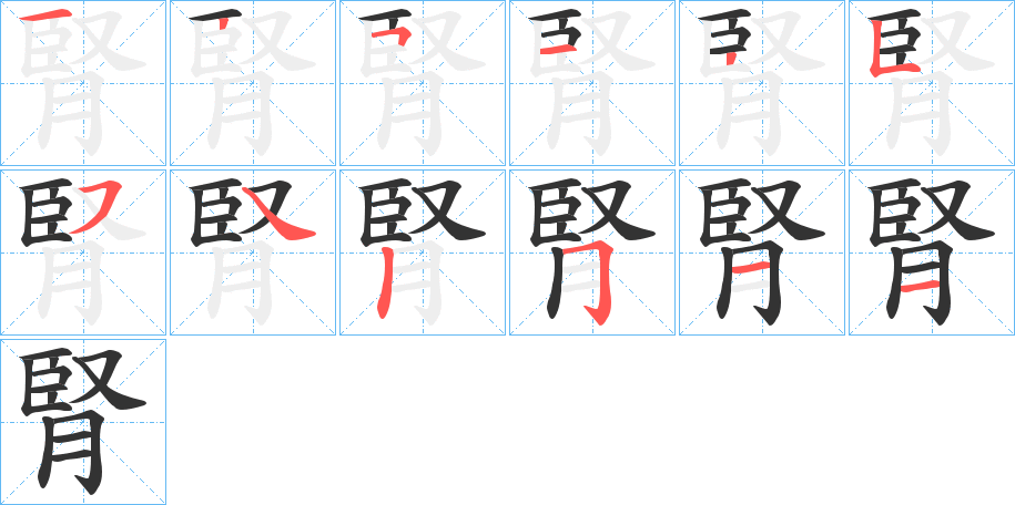 腎的筆順?lè)植窖菔?>
					
                    <hr />
                    <h2>腎的基本信息</h2>
                    <div   id=